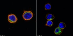 MilliporeSigma™ Cell Capture Imaging Reagent